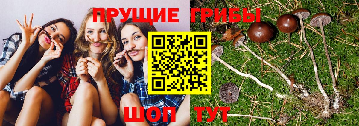 Галлюциногенные грибы прущие грибы  Вход с VPN  Майкоп 
